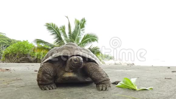 拉迪格巨龟视频的预览图