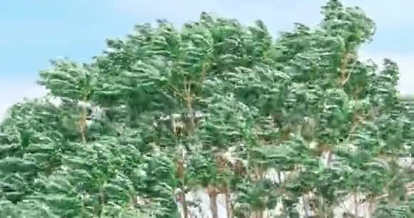 强风吹拂着树木视频的预览图