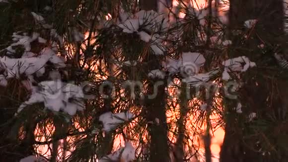 松枝上的雪美丽的松枝在日落时摆动着风冬季傍晚的森林太阳背景下的公园视频的预览图
