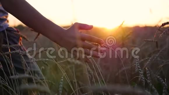 一只手摸着田里的麦穗阳光透过你的手指日落视频的预览图