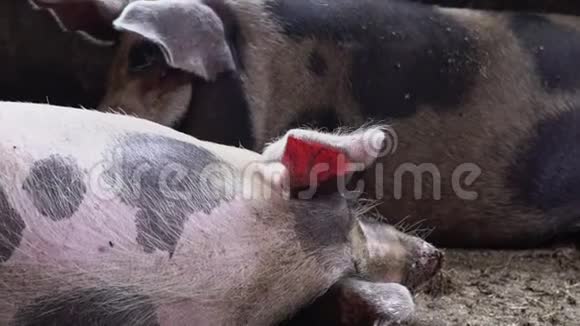 猪圈里有两只大猪猪在猪圈里的肮脏地板上休息视频的预览图