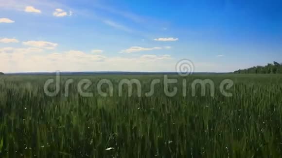 绿色麦田和晴天夏天的风景有天空和绿色的麦穗视频的预览图