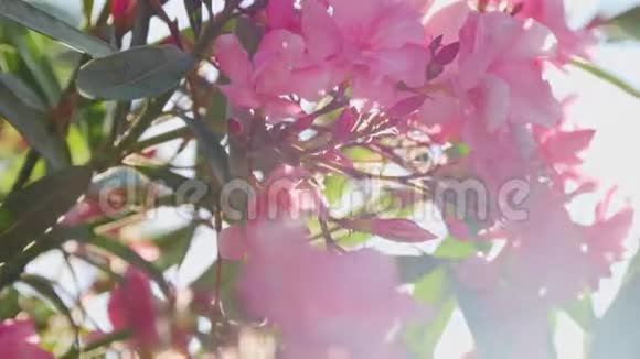 粉红色的花在绿叶的灌木上视频的预览图