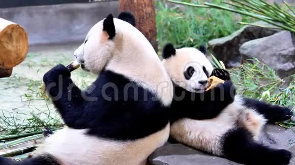 可爱快乐的大熊猫一家人一起吃鲜笋背靠背母子熊猫近距离观看4K镜头视频的预览图