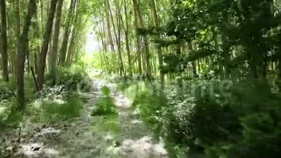 埃尔伯拉尔阿奎夫树林中的一条乡间小路视频的预览图