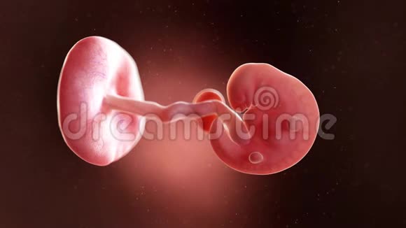 人类胎儿第6周视频的预览图