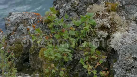 在美丽的湖泊附近的山上在岩石和石头上升起的野生黑色醋栗枝叶随风移动视频的预览图
