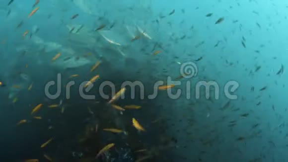 海底的天然屏障视频的预览图