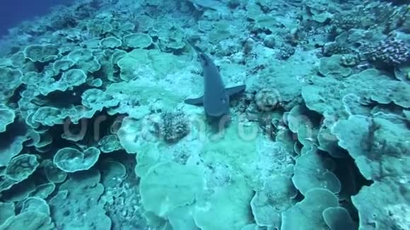 五颜六色的镶嵌在珊瑚上世界上美丽的鱼明亮的海臀景观色彩缤纷视频的预览图
