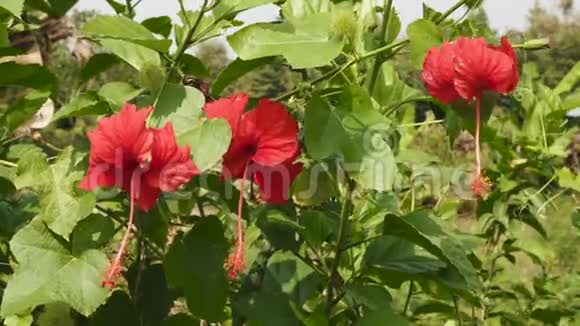 果种植园的红花视频的预览图