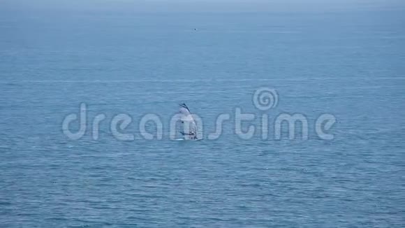 带着帆船在海上冲浪视频的预览图