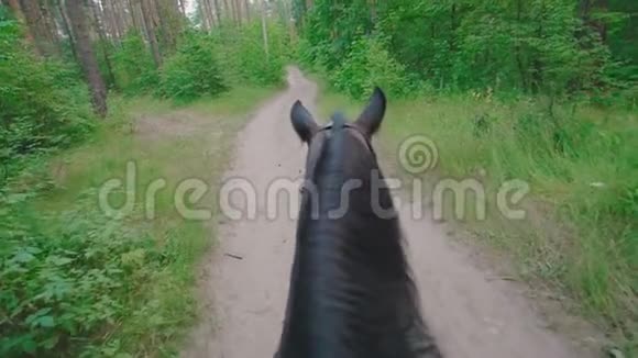 黑色的马走在森林里的小路上摇动它的鬃毛视频的预览图
