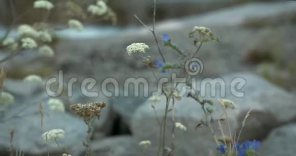 移动的植物和小花带岩石和一个小池塘的背景视频的预览图