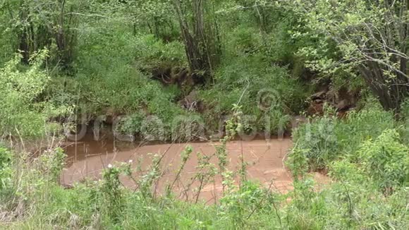 佐治亚州布福德大坝公园一条小溪穿过树木流入河流的景色视频的预览图