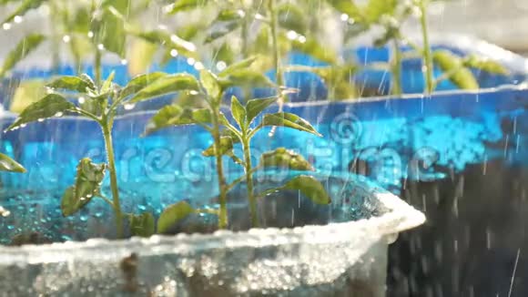 在彩色塑料容器中种植幼苗视频的预览图