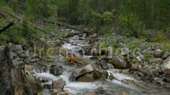 湍急的山河在野林中流淌风景全景大范围射击视频的预览图
