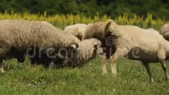 欢快卷曲的羊在田野里跳跃选择美味的药草视频的预览图