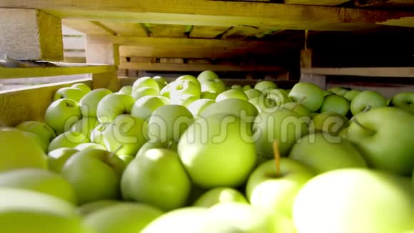 在水果加工过程中用大的绿色的美味的苹果装满了特写木制容器盒子篮子视频的预览图