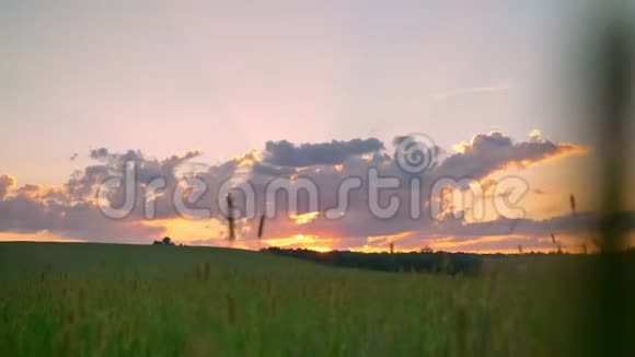 美丽的日落在麦田或麦田上方移动的画面令人惊叹的粉红色天空与云彩视频的预览图