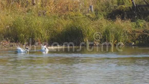 两只白鹅在湖边游泳视频的预览图