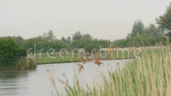 红鹿从水里爬出来视频的预览图