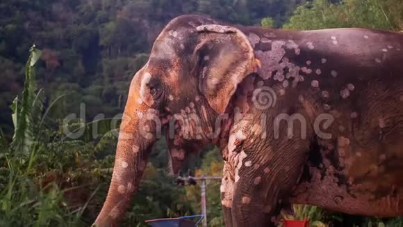 泰国普吉徒步旅行公园的可爱大象视频的预览图