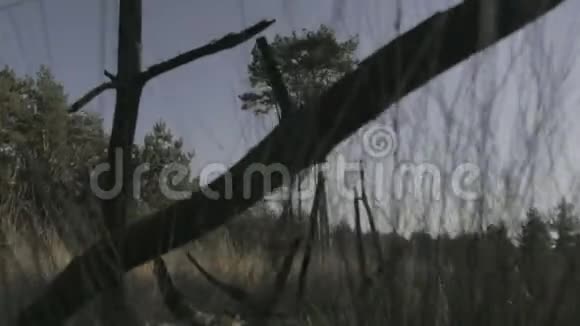 草原落日枯枝后的松树视频的预览图