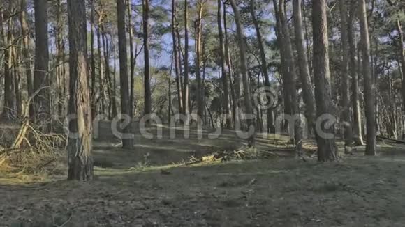 日落时分穿过树林的森林动物的视角视频的预览图