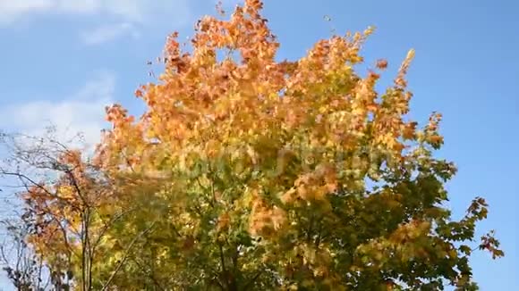 秋天的彩树叶子视频的预览图