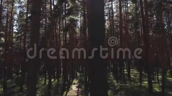 飞过松树从某种角度看夏天日落时无人驾驶飞机可以看到高大森林的松树视频的预览图