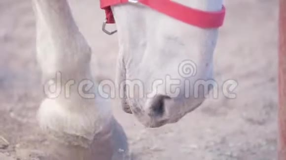 白马在畜栏里敲地上的蹄子视频的预览图