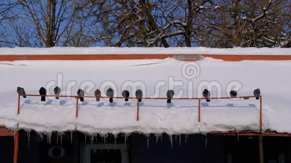 一群鸽子坐在冬天的屋顶上和冰柱视频的预览图