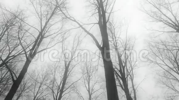 在薄雾中骑着马走过高而无叶的冬树视频的预览图