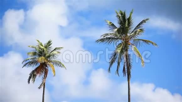 蓝天上的两棵大棕榈树视频的预览图