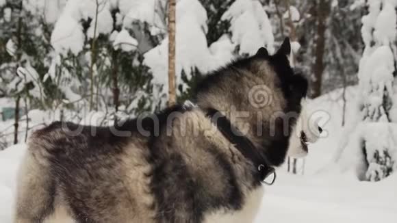 一只狗的面部特写一只西伯利亚哈士奇蓝眼睛直视着摄像机视频的预览图