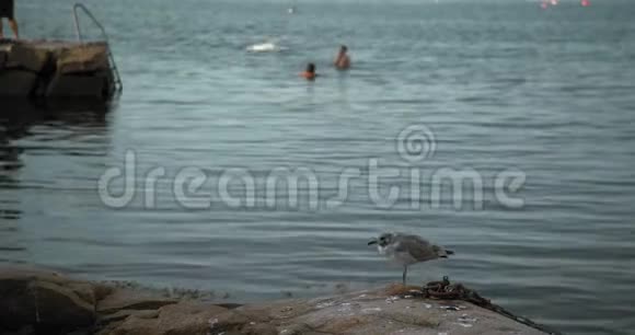 一只年轻的海鸥在岩石上孩子们和家人在背景中洗澡和玩耍视频的预览图