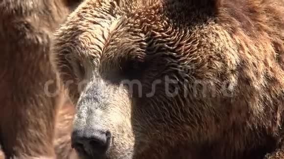 大野棕色熊视频的预览图