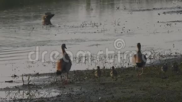 埃及尼罗河鹅和小鸭子视频的预览图