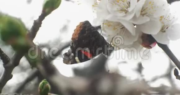 一只蝴蝶在樱花上发出惊人的宏图视频的预览图
