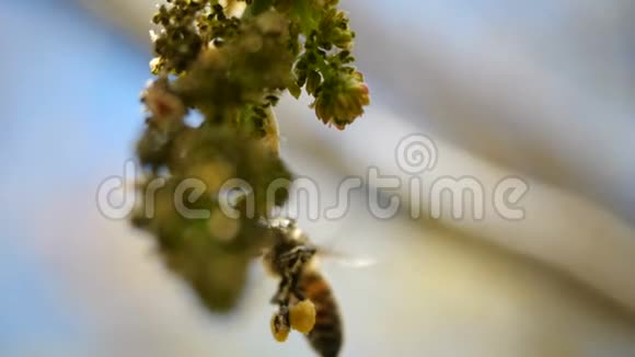蜜蜂从加那利群岛开花的外来植物中采集花蜜超慢动作飞行蜜蜂特写视频的预览图