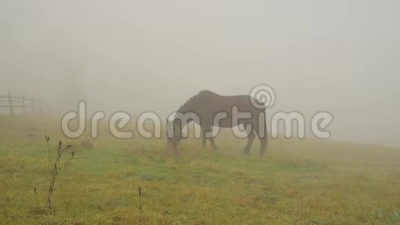 在草原上的雾中的马视频的预览图
