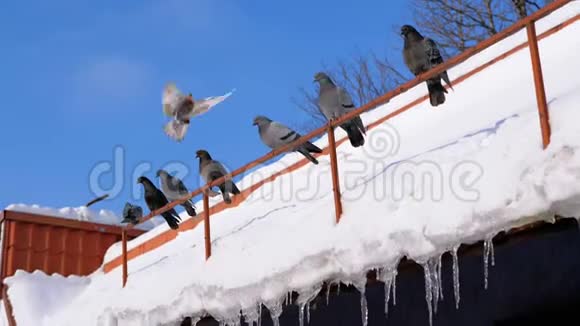 一群鸽子坐在冬天的屋顶上和冰柱视频的预览图