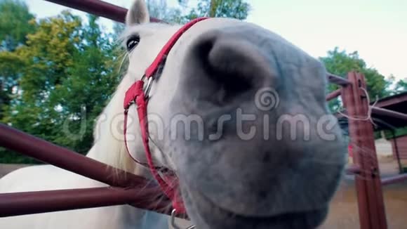 有趣的白马在畜栏里嗅得离镜头很近视频的预览图