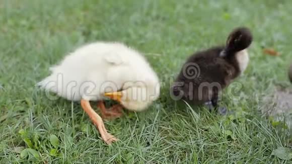 两只小鸭子在公园的草地上清理羽毛视频的预览图