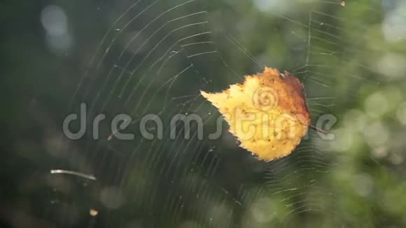 蛛网中的叶子视频的预览图