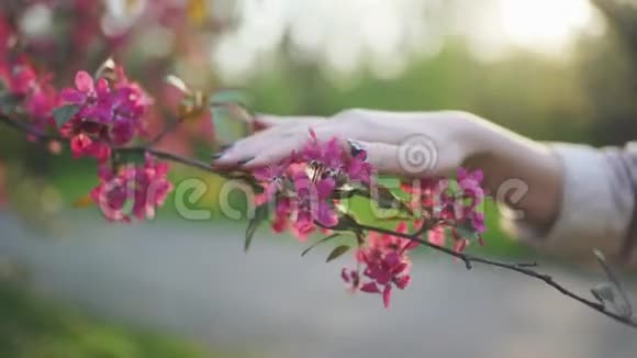女人手抚摸植物日落时的春花樱桃或樱花树视频的预览图