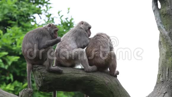 台湾岩石猕猴坐在树顶上梳洗视频的预览图