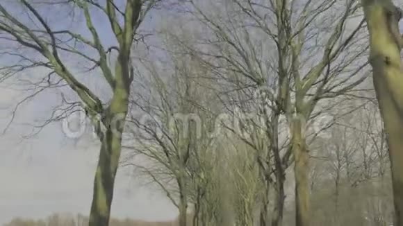 在阳光明媚的冬天在茂密的树木下骑车抬头视频的预览图