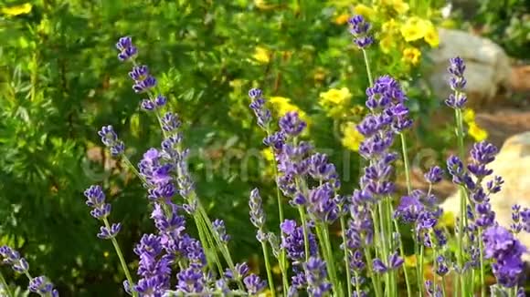 慢动作的花特写在明亮的夏日阳光下一丛紫丁香的花视频的预览图
