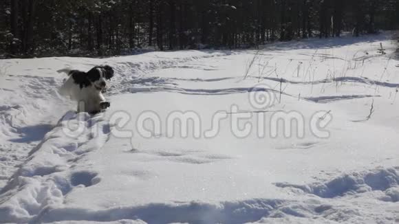 在公园里奔跑的黑白猎犬视频的预览图